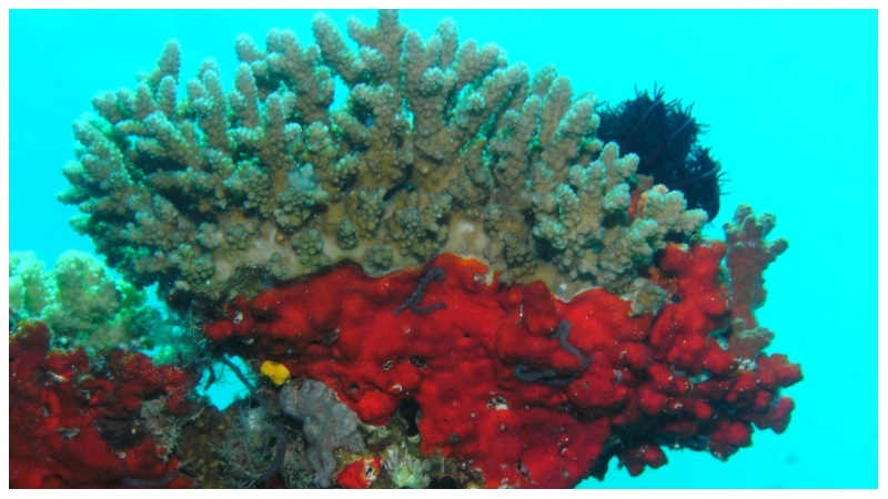 Corals and Anemones