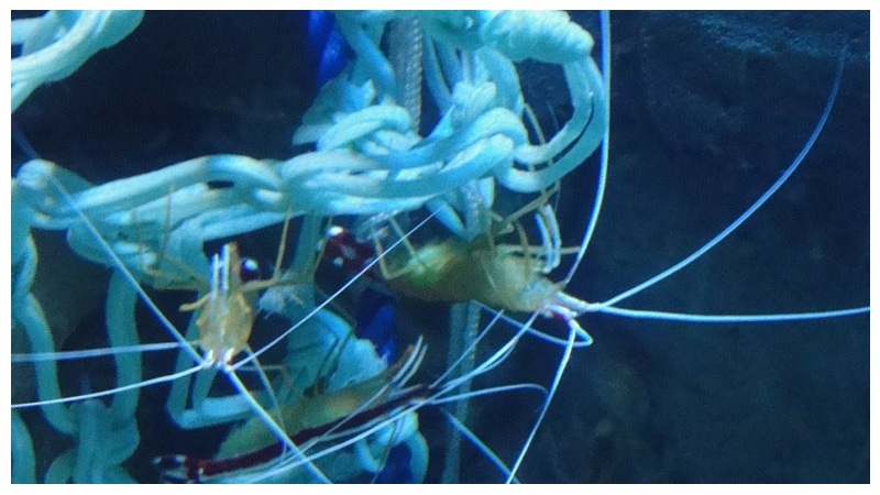 Crustaceans