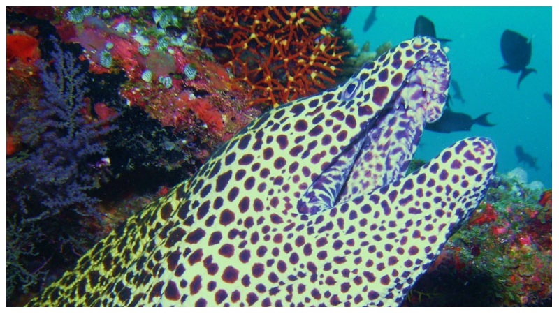 Eels