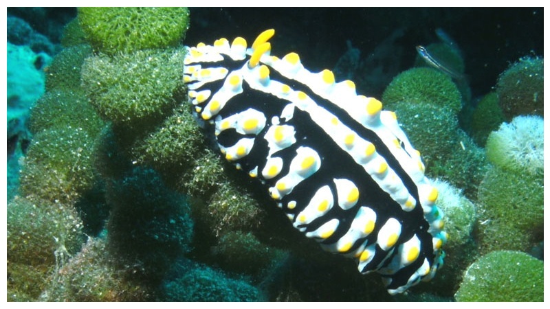 Molluscs