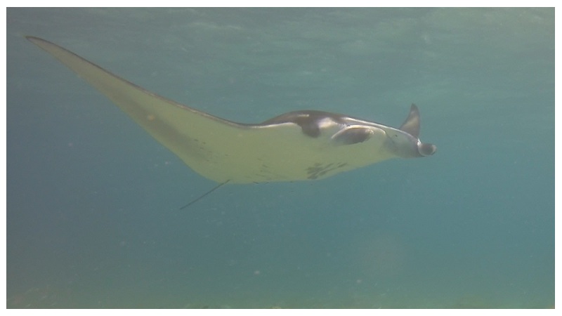 Rays