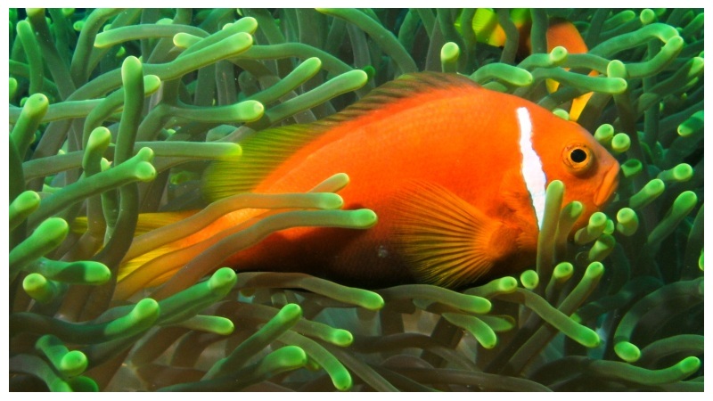 Reef Fish