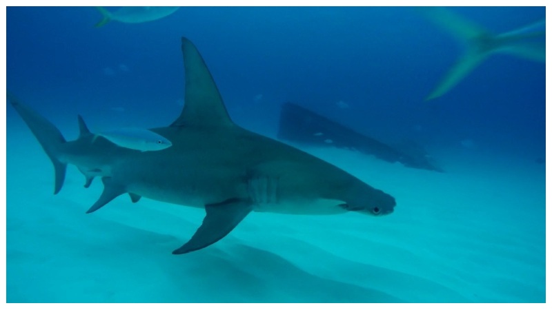 Sharks