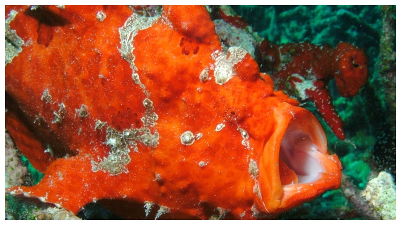 Unusual Fish